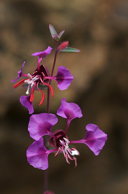 Clarkia unguiculata