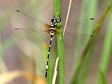 young female, north Queensland