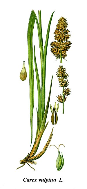 Cleaned-Illustration Carex vulpina.jpg