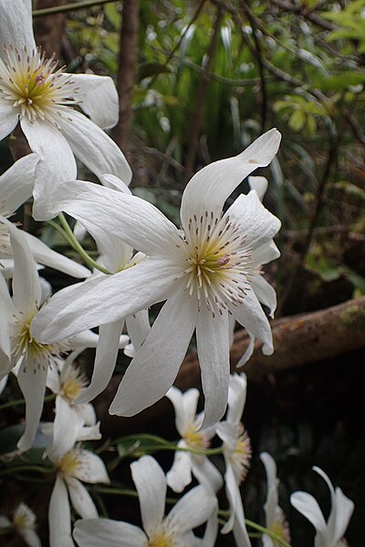 File:Clematis paniculata kz18.jpg