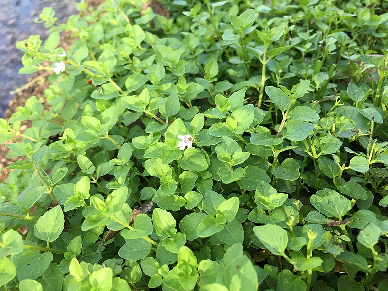 File:Clinopodium brownei imported from iNaturalist photo 59710085 on 28 March 2020.jpg