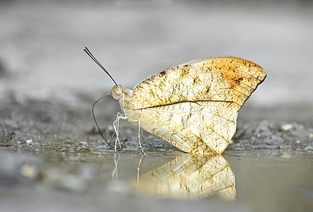 Ventral view