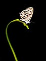 * Nomination Close wing resting posture of Leptotes plinius (Fabricius, 1793) - Zebra Blue (Female) --Sandipoutsider 23:19, 19 December 2023 (UTC) * Promotion  Support Good quality. --MB-one 20:11, 24 December 2023 (UTC)