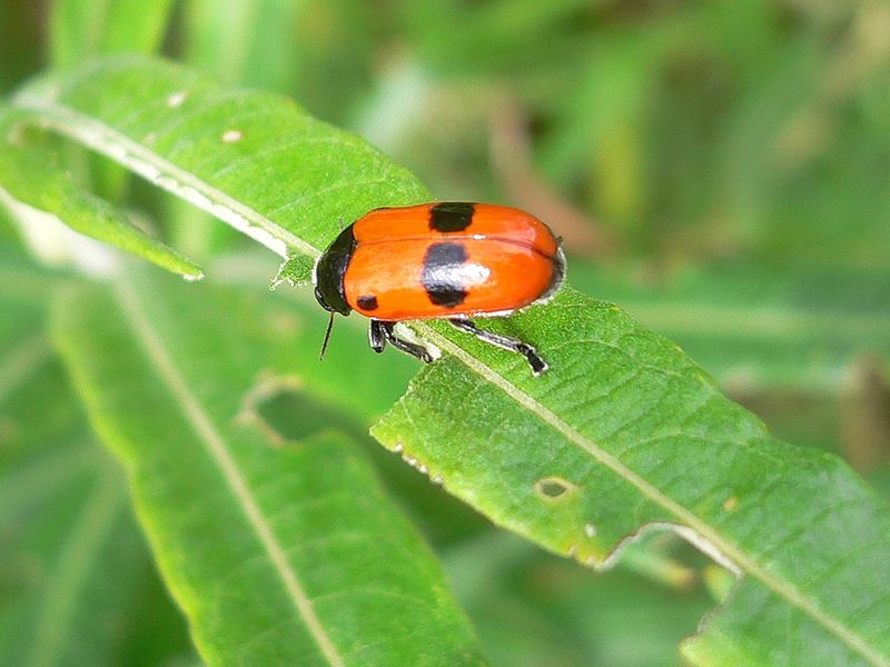 File:Clytra laeviuscula 20050708 824.jpg