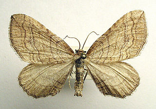 <i>Coenocalpe lapidata</i> Species of moth