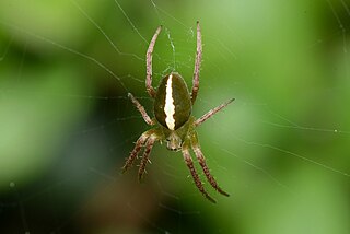 <i>Colaranea</i> Genus of spiders