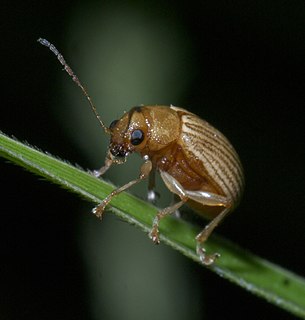 <i>Colaspis brunnea</i> species of insect