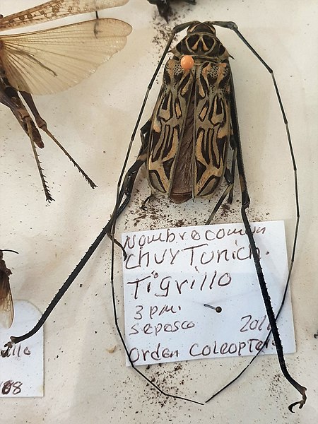 File:Coleoptera - Acrocinus longimanus - 1.jpg