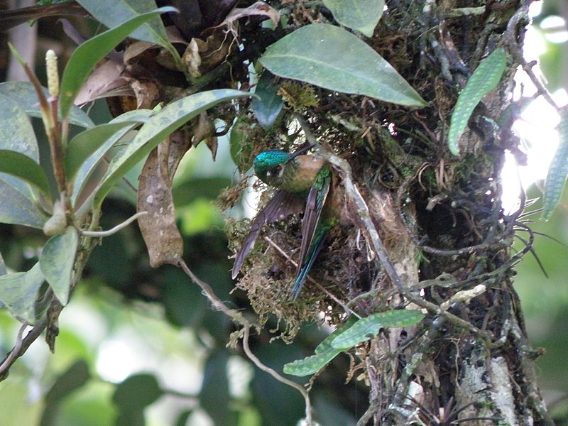 File:Colibrí coludo azul (Aglaiocercus kingi margarethae) Ejemplar hembra..jpg