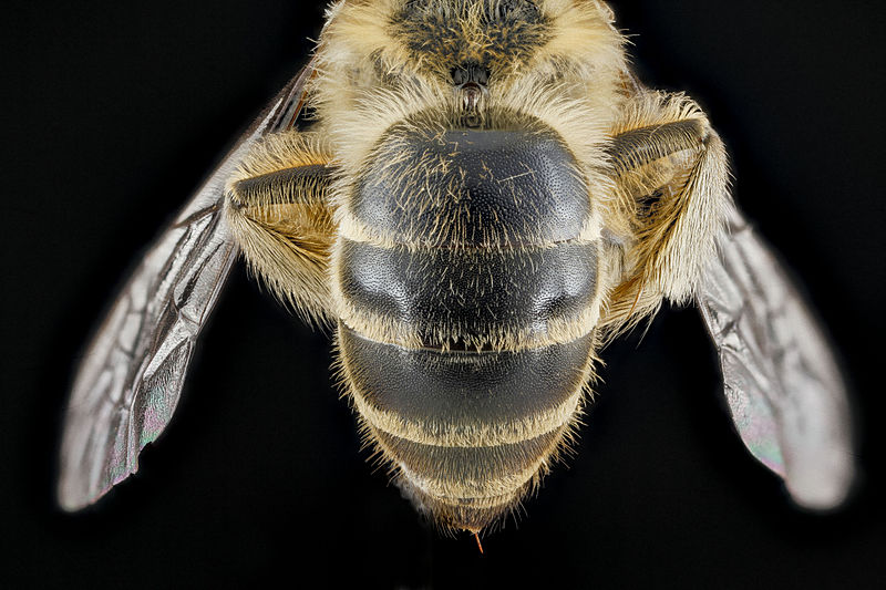 File:Colletes inaequalis, female, back1 2012-08-10-15.38.49 ZS PMax (7918574678).jpg