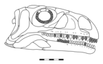Thumbnail for Coloradisaurus