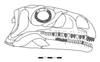 Coloradisaurus Coloradisaurus skull reconstruction.png