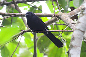 Descrizione dell'immagine Colombian Mountain Grackle (Macroagelaius subalaris) (8079736640) .jpg.