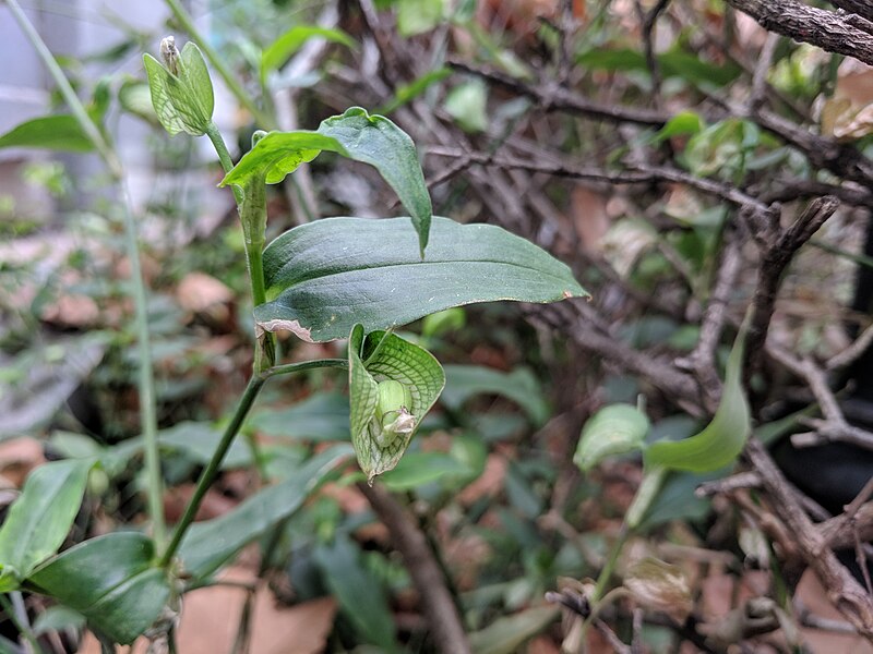 File:Commelina communis fruit2.jpg