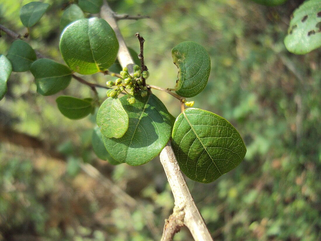 Commiphora wightii