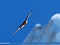 Common Kestrel (Falco tinnunculus) (25360492503).jpg