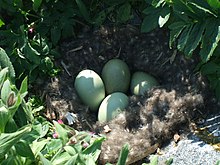 Common Eider nest Common eider nest.JPG