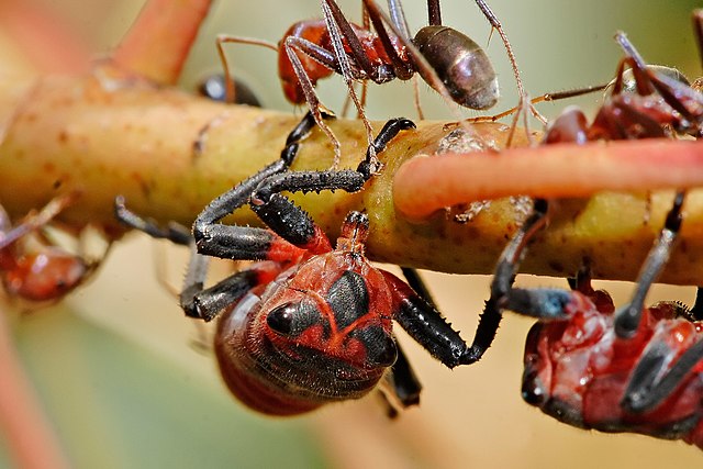 Leafhoppers feeding on sap, attended by ants