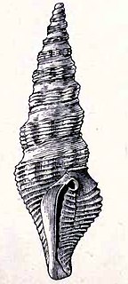 <i>Compsodrillia acestra</i> species of mollusc