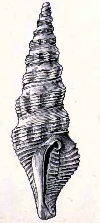 <i>Compsodrillia acestra</i> Species of gastropod