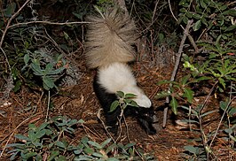 Conepatus leuconotus