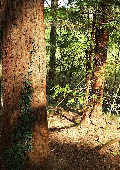 File:Conifers, East Hill Wood - geograph.org.uk - 4922011.jpg