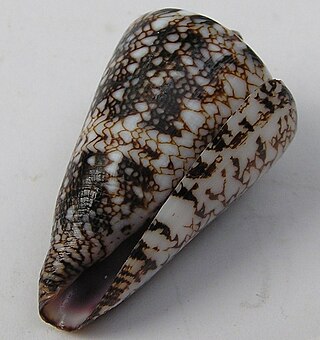 <i>Conus locumtenens</i> Species of sea snail