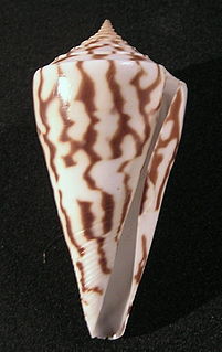 <i>Conus recurvus</i> Species of sea snail