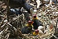 Mother Coot nurshing her young born chicks (Amersfoort, Netherlands)