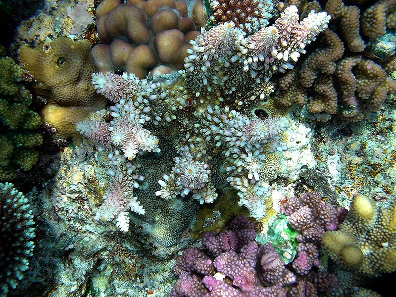 File:Coral reefs papua.JPG