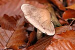 Thumbnail for Cortinarius anomalus