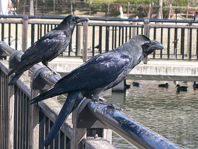 Corvus macrorhynchos (in front), Corvus corone orientalis (rear); Hyogo-ken, Japan