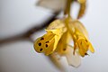Corylopsis flower - Flickr - nekonomania.jpg