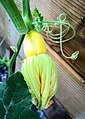 Courgette and flower (20635788894).jpg