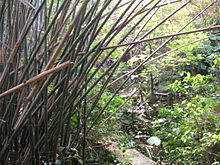 Covered houses in Sai Shan.jpg