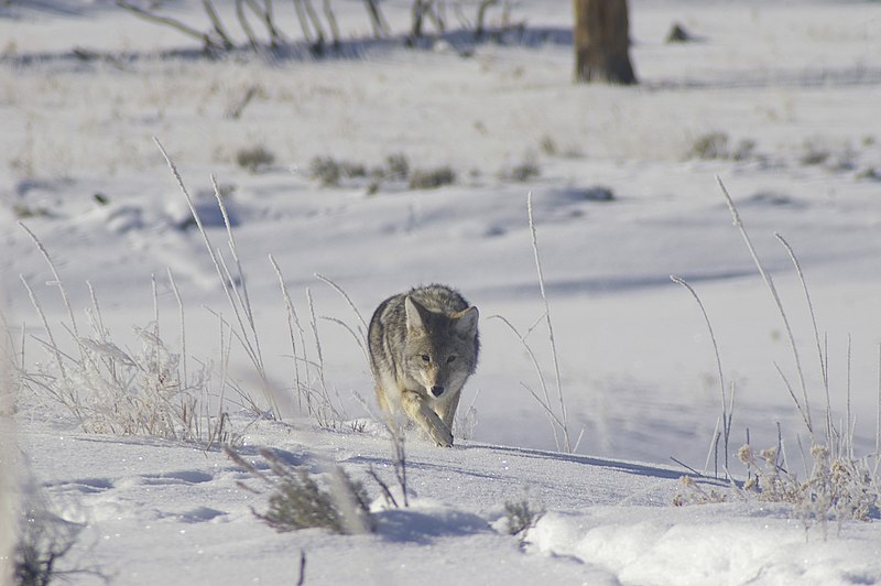File:Coyote - Yellowstone National Park.jpg