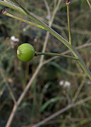 Crambe cordifolia fruit (1).jpg