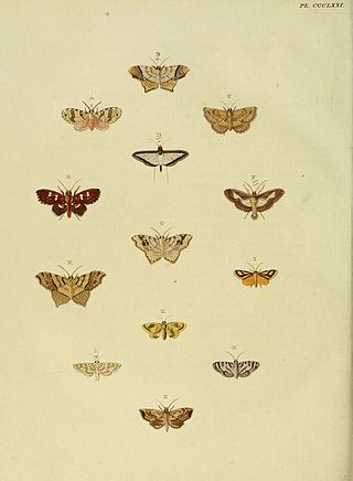 <i>Cryptographis</i> Genus of moths