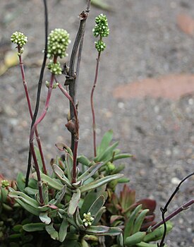 Crassula pubescens subsp. pubescens