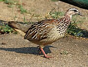 Crested Francolin RWD.jpg