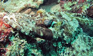 Pesce coccodrillo (Cymbacephalus beauforti) (6099833951) .jpg