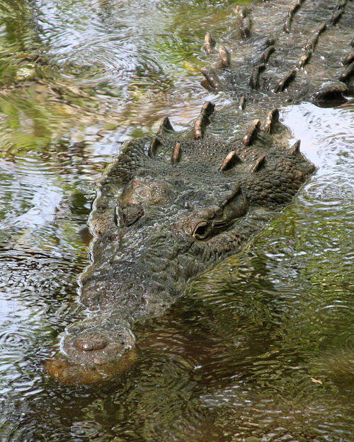 American crocodile at La Manzanilla, Jalisco, Mexico