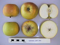 Cross section of Ribonde, National Fruit Collection (acc. 1947-200).jpg