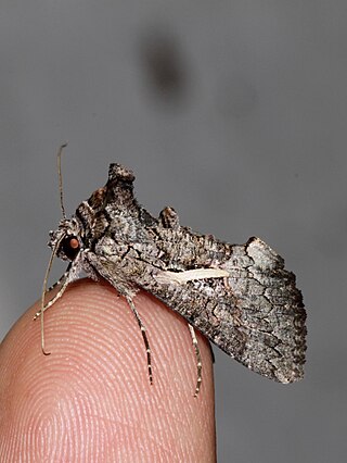 <i>Ctenoplusia accentifera</i> Species of moth