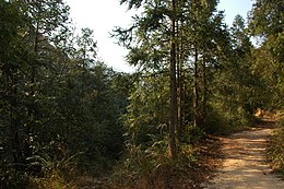 A kínai szúrósfenyő (Cunninghamia lanceolata) erdőalkotó a NanKun-hegységben