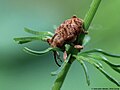 Curculio pellitus (C.H. Boheman, 1843)