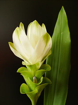 Blomme van Kurkuma (Curcuma longa)
