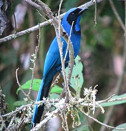 Cyanolyca armillata (cropped).jpg