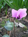 Cyclamen pseudibericum