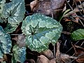 Cyclamen pseudibericum leaf